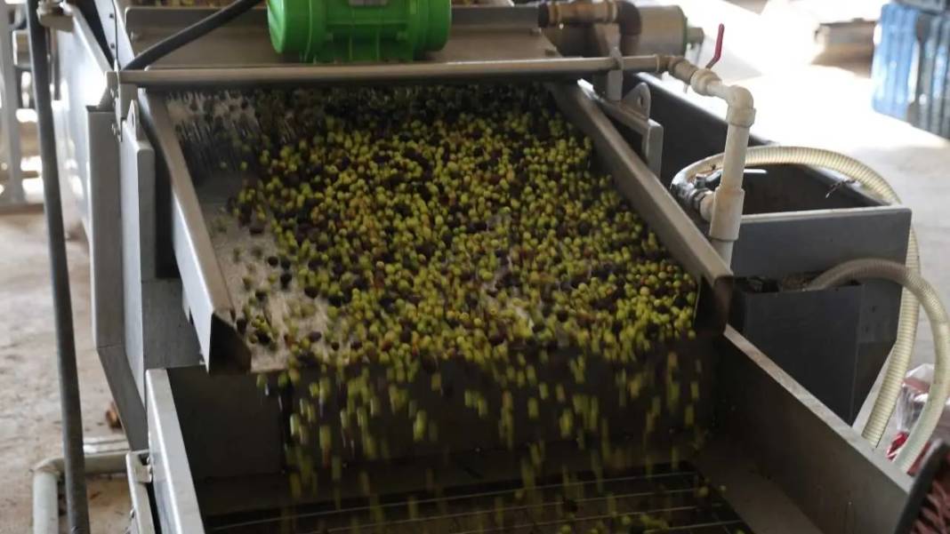 Adana’da Zeytin Rekoltesi Azalınca Zeytinyağı Fiyatları Cep Yaktı! 4